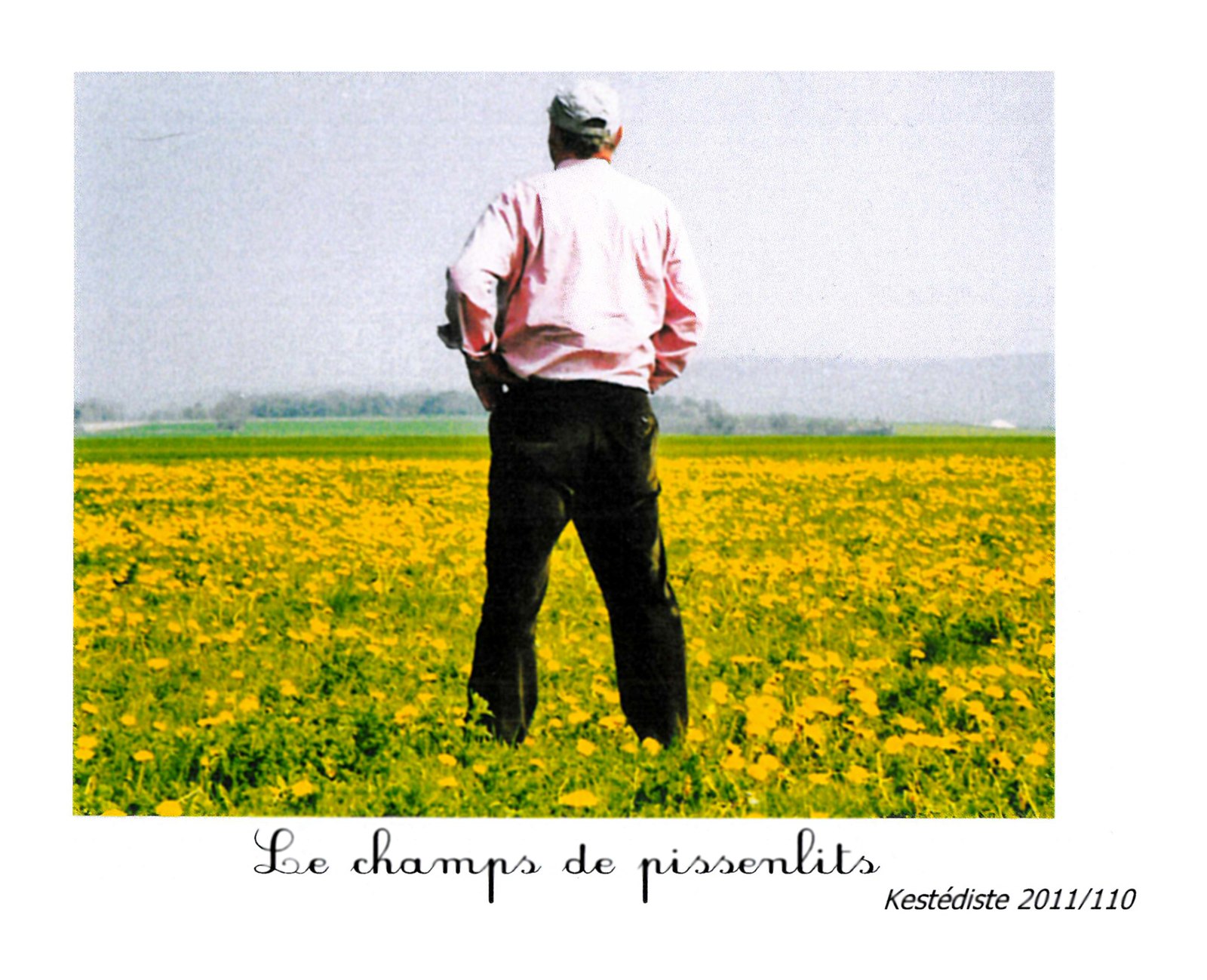 Le champs de pissenlits